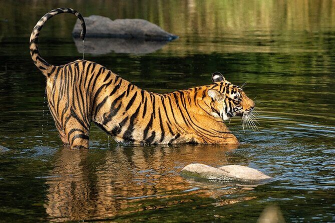 7 Days Private Tour of Taj Mahal, Tigers, Palace and Forts of India - Who Will Enjoy This Tour?