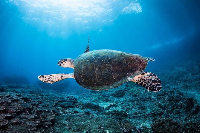 7 Fun Dives in Nusa Lembongan (for certified divers) - Premium Value Package - Key Points
