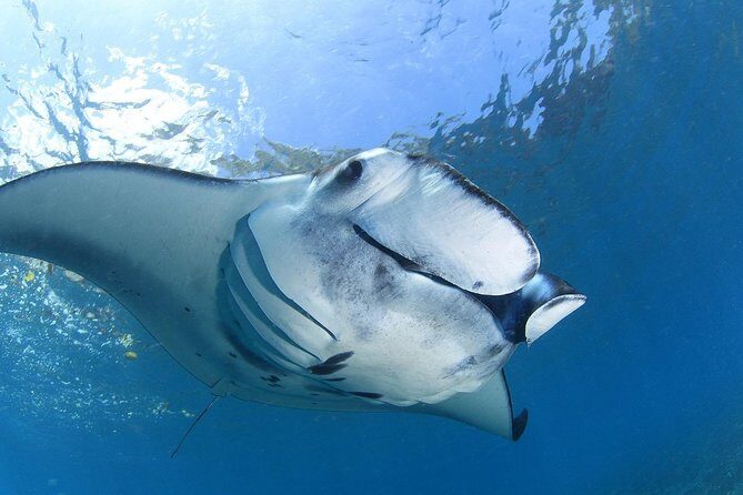 7 Fun Dives in Nusa Lembongan (for certified divers) - Premium Value Package - The Itinerary and Dive Experience