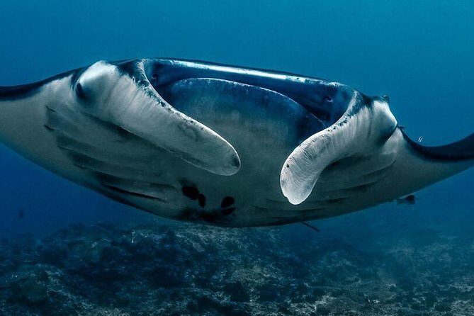 7 Fun Dives in Nusa Lembongan (for certified divers) - Premium Value Package - The Value of Included Gear and Facilities