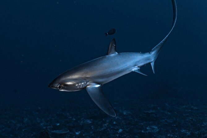 7 Fun Dives in Nusa Lembongan (for certified divers) - Premium Value Package - The Dive Guides and Staff
