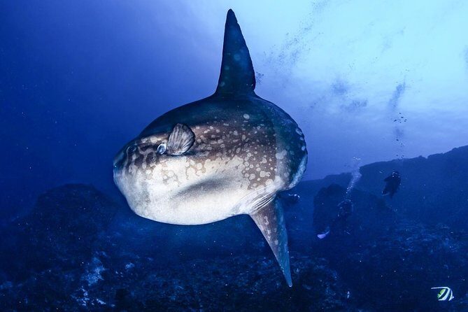 7 Fun Dives in Nusa Lembongan (for certified divers) - Premium Value Package - Practical Aspects and Logistics