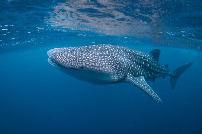 7 Fun Dives in Nusa Lembongan (for certified divers) - Premium Value Package - Who Should Consider This Tour?