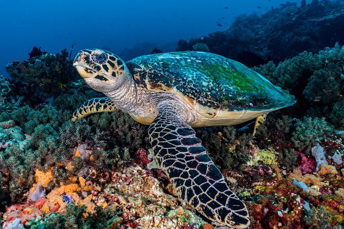 7 Fun Dives in Pemuteran (for certified divers) - Exploration in Menjangan Park - Why Choose the 7 Fun Dives in Pemuteran?