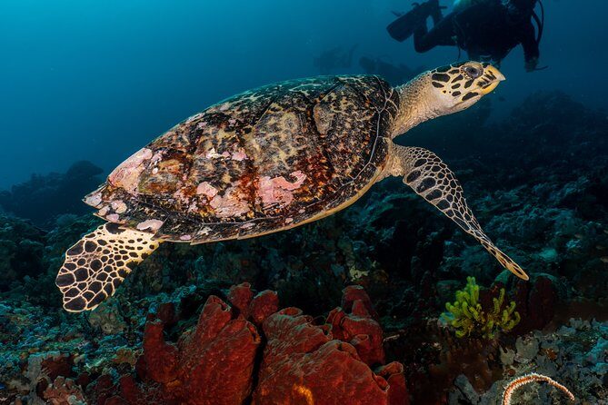 7 Fun Dives in Pemuteran (for certified divers) - Exploration in Menjangan Park - What Makes This Experience Special?