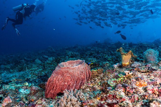 7 Fun Dives in Pemuteran (for certified divers) - Exploration in Menjangan Park - Value and Amenities