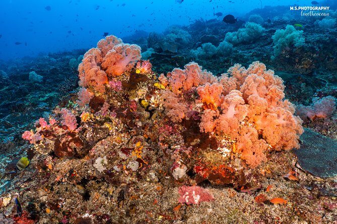 7 Fun Dives in Pemuteran (for certified divers) - Exploration in Menjangan Park - Practical Considerations