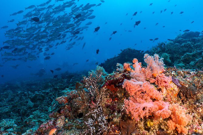 7 Fun Dives in Pemuteran (for certified divers) - Exploration in Menjangan Park - What Reviewers Say