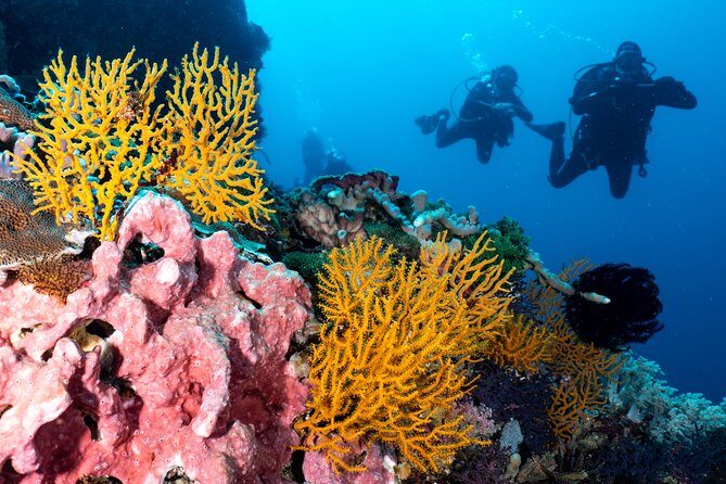 7 Fun Dives in Pemuteran (for certified divers) - Exploration in Menjangan Park - FAQ
