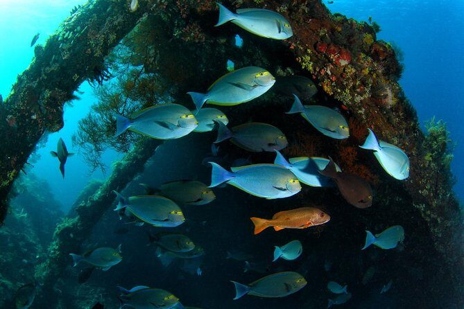7 Fun Dives in Tulamben (for certified divers) - Premium Value Package - FAQ