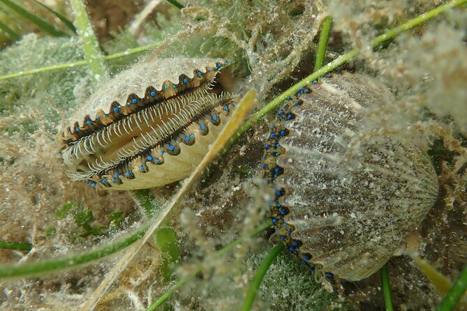 7 Hour Private Scalloping Package in Mangrove Point - The Sum Up: Who Should Book This Tour?