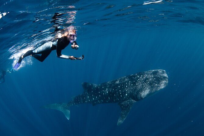 7 Hours Off Peak Whale Shark and Ningaloo Reef Tour in Exmouth - Key Points