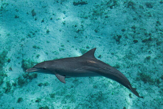 7 Hours Off Peak Whale Shark and Ningaloo Reef Tour in Exmouth - Frequently Asked Questions