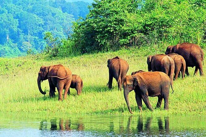 7-Night Kerala Tour to Kochi, Munnar, Periyar, Allepey and Kovalam - Who Will Love This Tour?