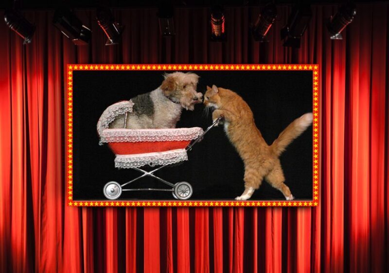 75-Minute Popovich Comedy Pet Theater in Las Vegas - Final Thoughts: Is It Worth It?