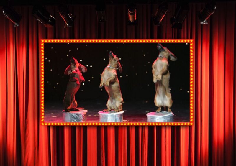 75-Minute Popovich Comedy Pet Theater in Las Vegas - FAQ