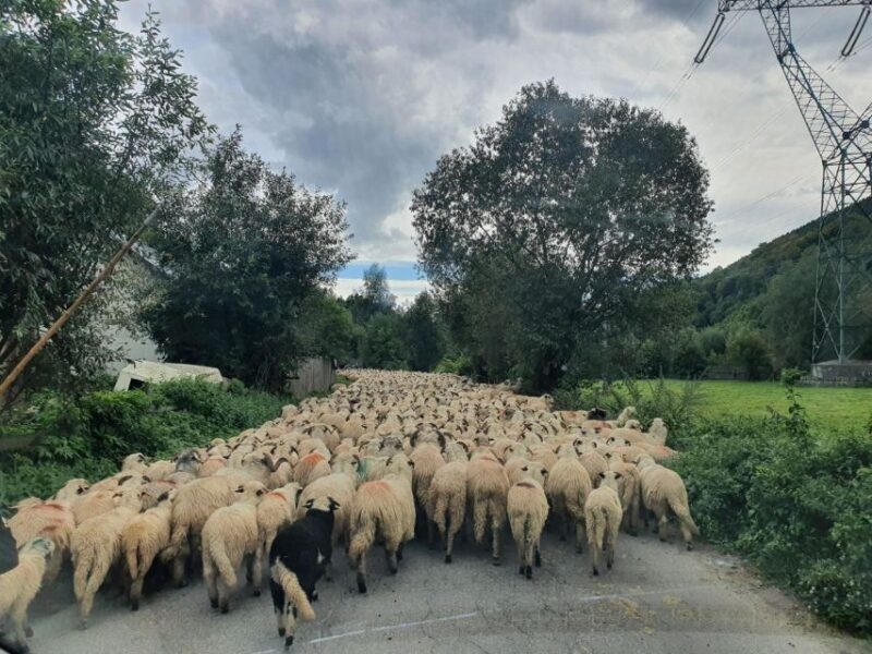 7h Dracula's Castle Private Tour from Bucharest - Fast Tour - Who is This Tour Best For?