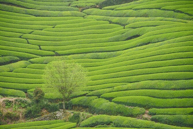 7hr Private Guided Van Tour Nara & Matcha Farm - A Deep Dive Into the Tour Experience