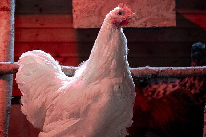 8-10km Husky Ride in the Taiga and Visit other farm animals - Who is This Tour Best For?