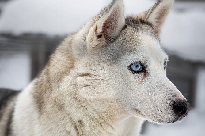 8-10km Husky Ride in the Taiga and Visit other farm animals - FAQ