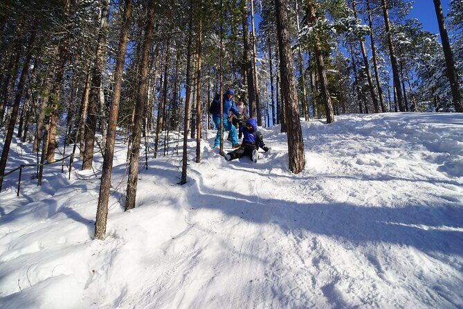 8-10km Husky Ride in the Taiga Forest and visiting the Kennel - Introduction: A Dreamy Husky Adventure in Rovaniemi
