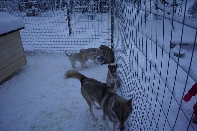 8-10km Husky Ride in the Taiga Forest and visiting the Kennel - Key Points