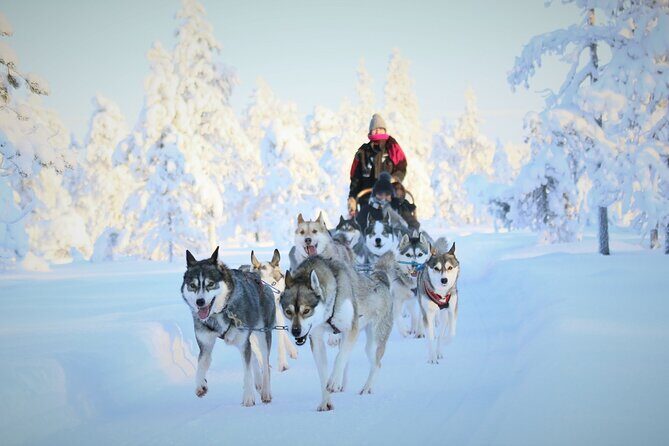 8-10km Husky Ride in the Taiga Forest and visiting the Kennel - Why You Should Consider This Tour