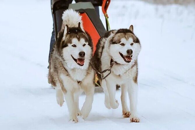 8-10km Husky Ride in the Taiga Forest and visiting the Kennel - FAQ