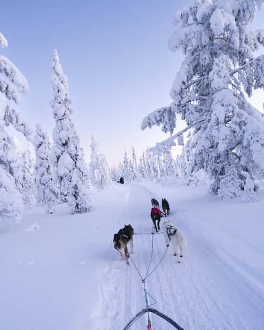 8-10km Husky Ride in the Taiga Forest & Visiting the Kennel - Key Points