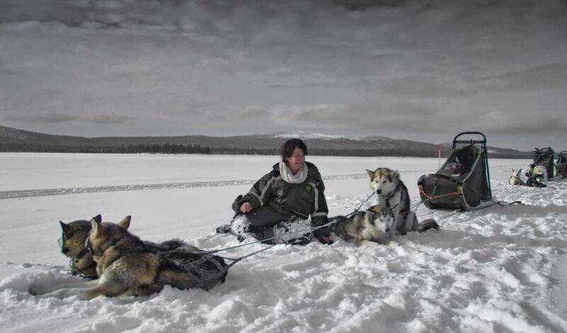 8-10km Husky Ride in the Taiga Forest & Visiting the Kennel - The Value of This Husky Tour