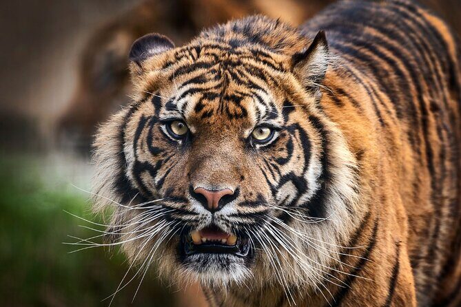 8 Day Golden Triangle Tour with Ranthambore {Taj , Tigers & More} - Who Is This Tour Best Suited For?