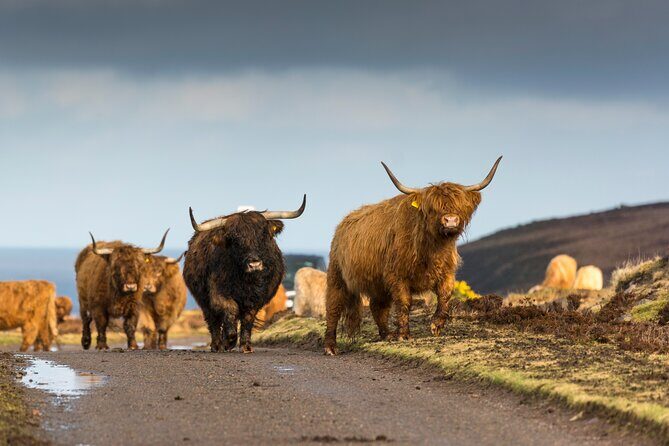 8-Day Isle of Skye, Orkney & North Coast 500 tour from Edinburgh - Who is This Tour Best For?