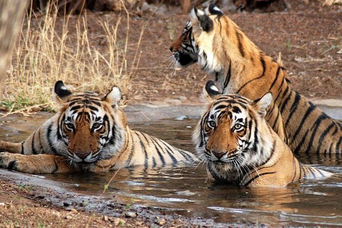 8-Day Private Golden Triangle Tour with a Ranthambore Wildlife Safari - Possible Drawbacks or Considerations