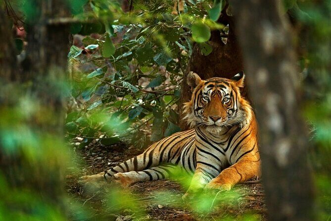 8-Day Private Golden Triangle Tour with a Ranthambore Wildlife Safari From Delhi - A Deep Dive into the 8-Day Experience