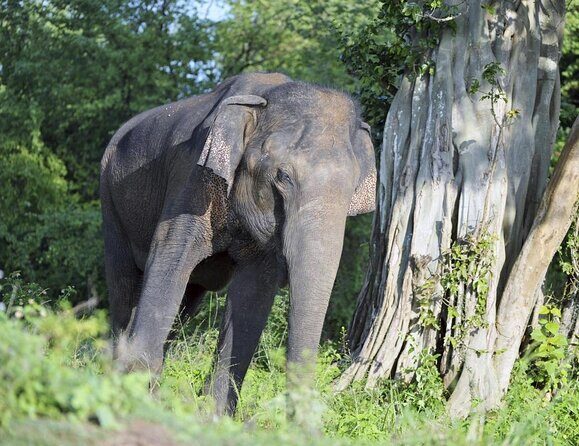 8 Day Private Tour Sri Lanka with Wildlife & Outdoor Experiences from Colombo - Discover Sri Lankas Wilderness in 8 Days: An In-Depth Review