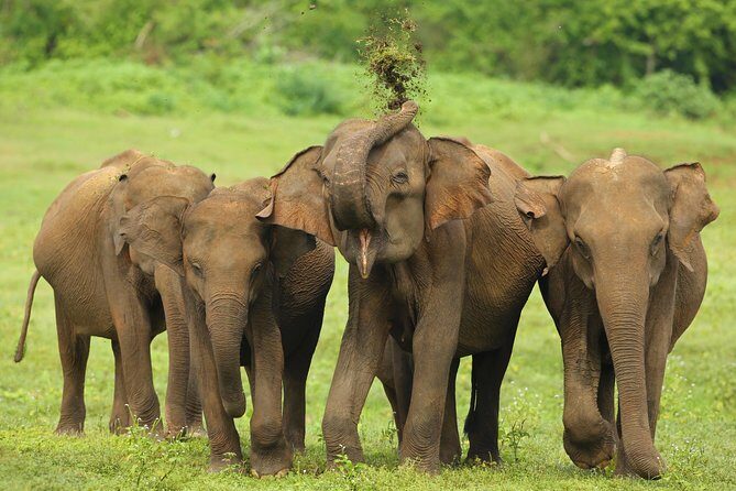 8 Day Private Tour Sri Lanka with Wildlife & Outdoor Experiences from Colombo - FAQ