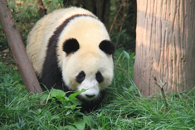 8-Day Private Tour to Shanghai,Chengdu,Xi'an and Beijing - The Value Proposition