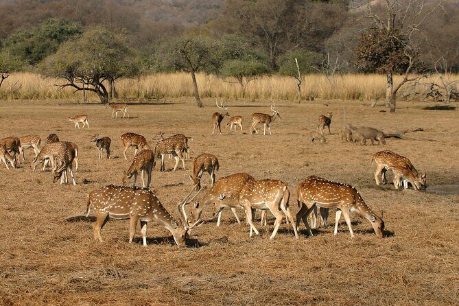 8-Day Private Transport for Golden Triangle Tour With Ranthambore - Exploring the Entire 8-Day Itinerary