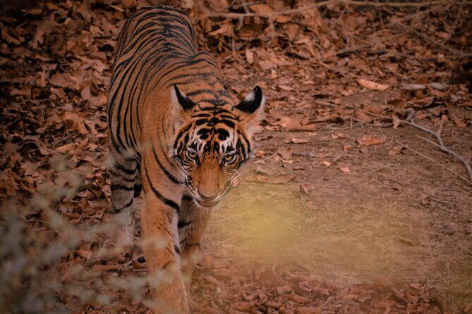 8-Day Private Transport for Golden Triangle Tour With Ranthambore - FAQ