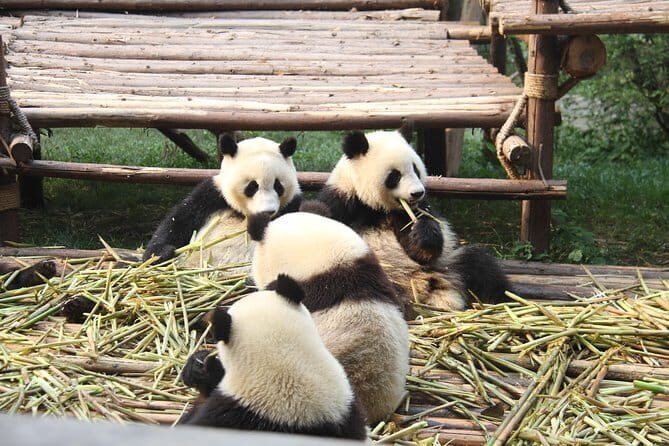 8-Day West Sichuan Private Tour from Chengdu to Daocheng Yading - Key Points
