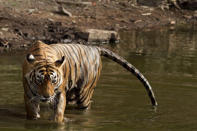 8-Days Golden Triangle & Ranthambore Private Tour - FAQ Section