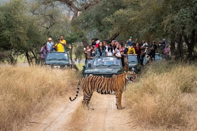 8 Days Golden Triangle Tour with Ranthambore Safari - Key Points