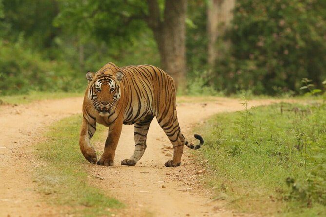 8 Days Golden Triangle Tour With Ranthambore Tiger Safari - The Itinerary: A Deep Dive into Each Stop