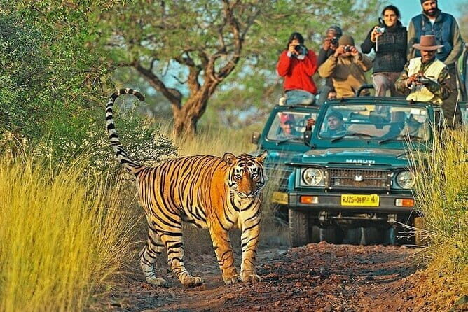 8 Days Golden Triangle with Ranthambhore Tour - A Deep Dive into the 8-Day Golden Triangle with Ranthambore Tour