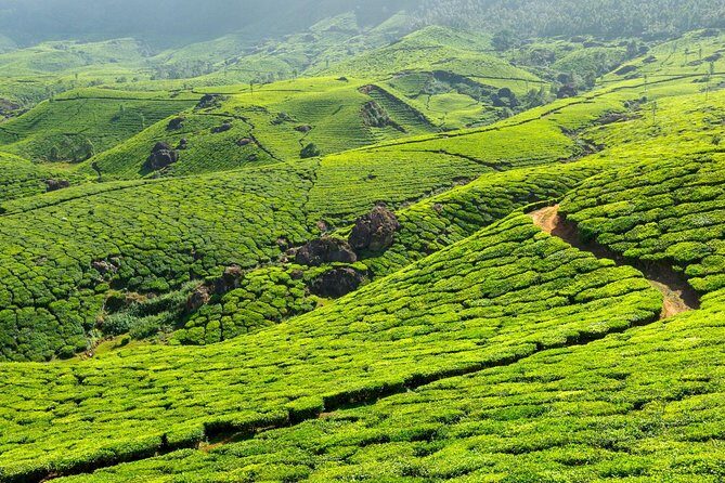 8 Days Kerala Private Tour (3 Star) with Munnar, Houseboat & Cab- Iris Holidays - The Sum Up