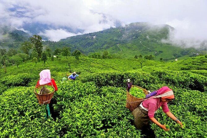 8 Days Kerala Private Tour Covering Kochi- Munnar- Periyar- Alleppey and Kovalam - Final Thoughts