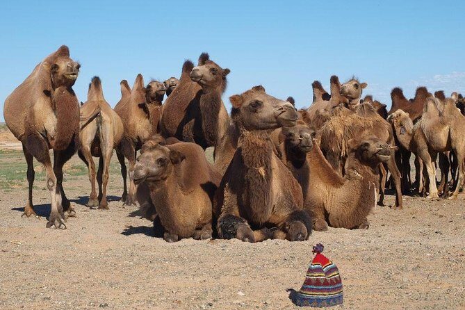 8 Days Naadam Festival and Gobi Desert - Day 7: Sacred Mount Zorgol Khairkhan and Cave Exploration