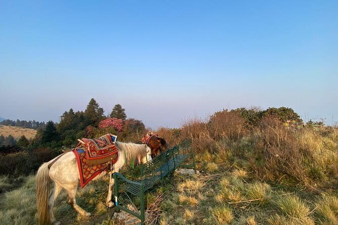 8 Days Poon Hill with Mardi Himal Base Camp Trek - What We Love About This Trek
