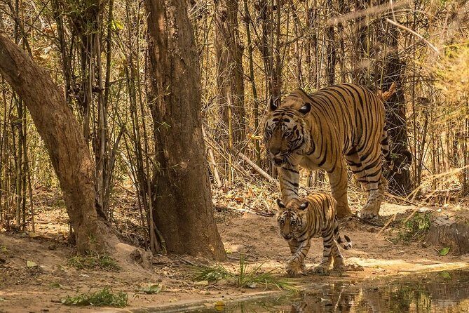 8 Days Private Golden Triangle Tour With Ranthambore - The Itinerary Breakdown