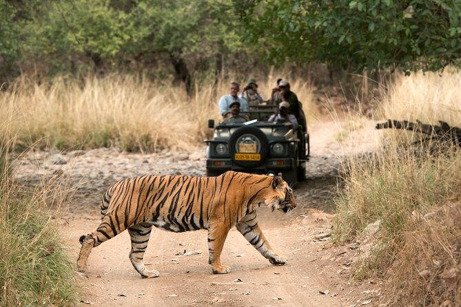 8 Days Private Golden Triangle Tour with Ranthambore Tiger Safari - The Sum Up: Who Is This Tour Perfect For?